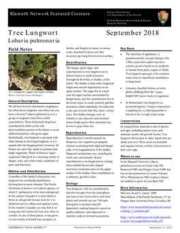 Tree Lungwort