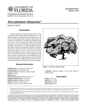 Acer Palmatum 'Dissectum'