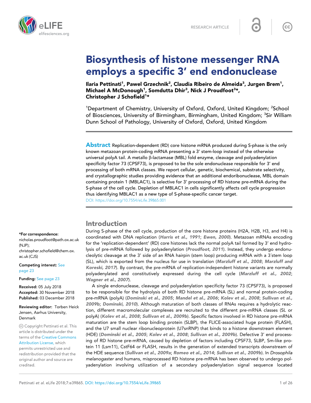 Biosynthesis of Histone Messenger RNA Employs a Specific 3' End