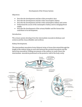 1 Development of the Urinary System Objectives