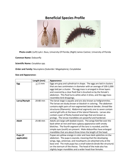 Tim Wucherer's Dobsonfly Beneficial Profile.Pdf