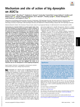 Mechanism and Site of Action of Big Dynorphin on Asic1a