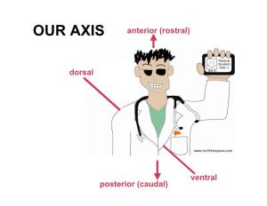 OUR AXIS Anterior (Rostral)