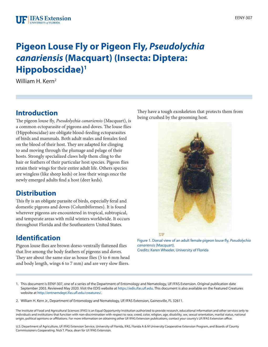 Pigeon Louse Fly Or Pigeon Fly,Pseudolychia