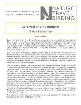 Sulawesi and Halmahera 18 Day Birding Tour