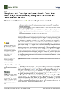 Phosphorus and Carbohydrate Metabolism in Green Bean Plants Subjected to Increasing Phosphorus Concentration in the Nutrient Solution
