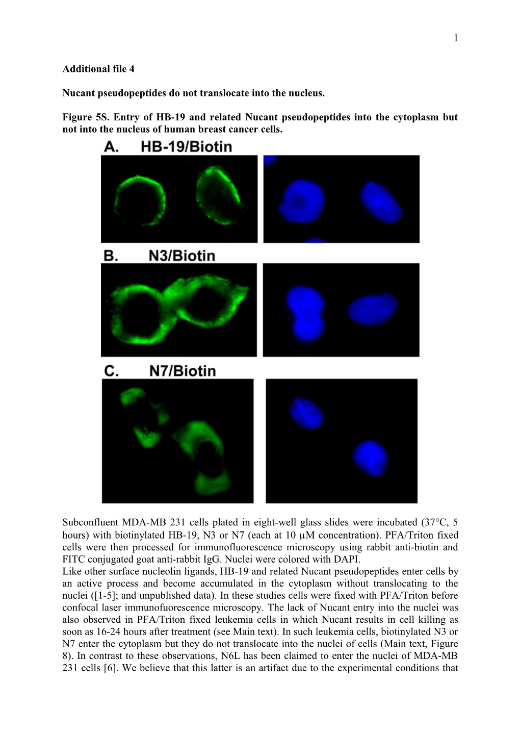 Nucant Pseudopeptides Do Not Translocate Into the Nucleus