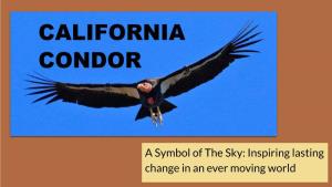 Condor Storybook Handout