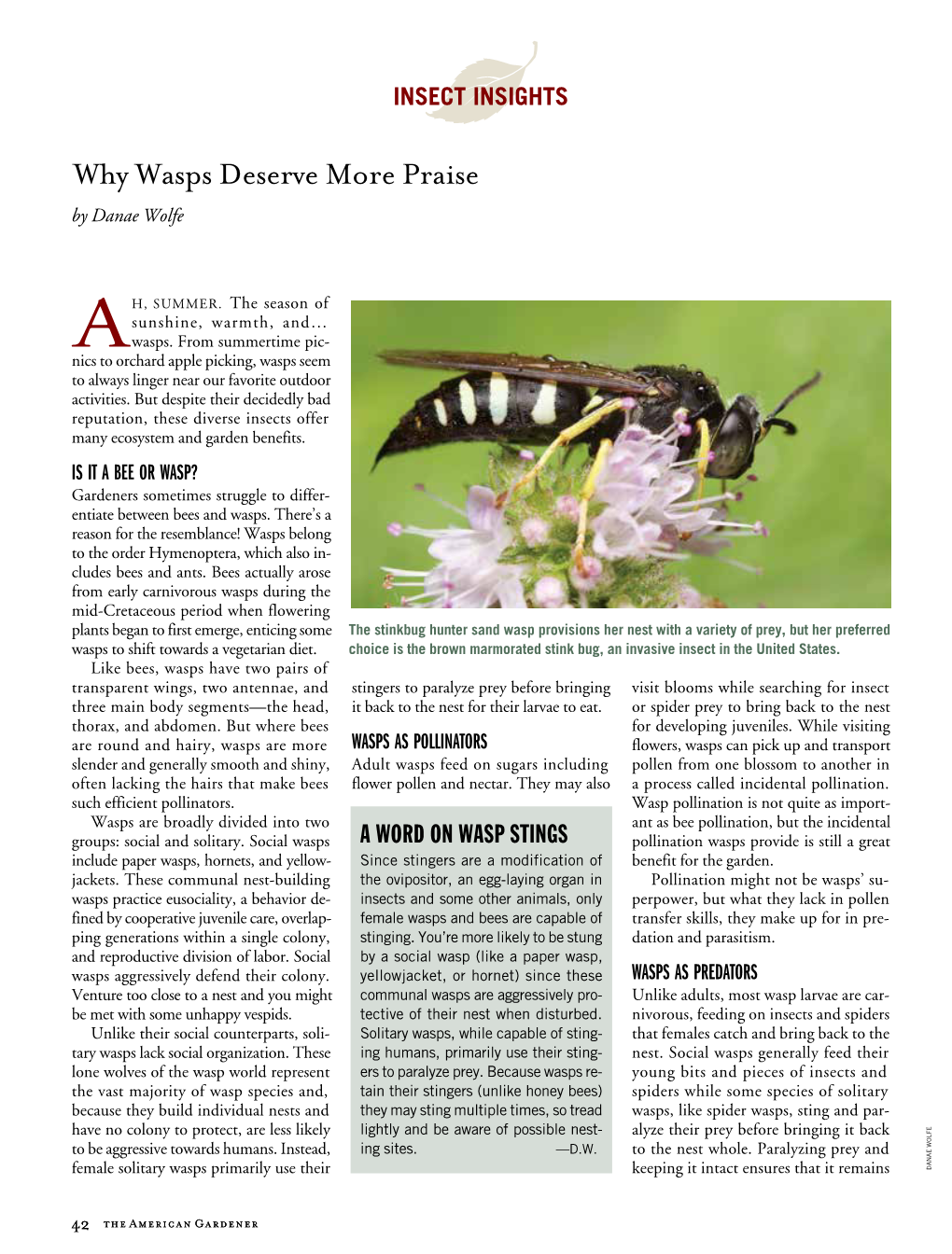 Why Wasps Deserve More Praise by Danae Wolfe