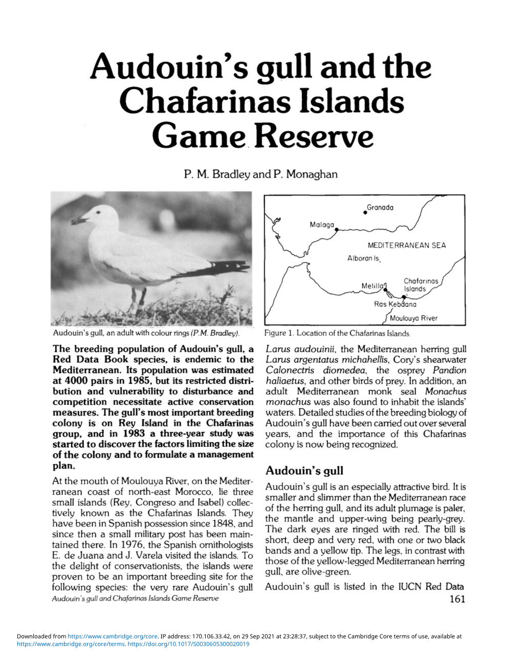 Audouin's Gull and the Chafarinas Islands Game Reserve P