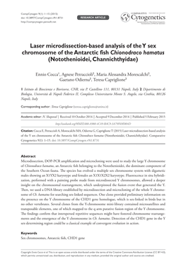 Laser Microdissection-Based Analysis of the Y Sex Chromosome of the Antarctic Fish Chionodraco Hamatus (Notothenioidei, Channichthyidae)