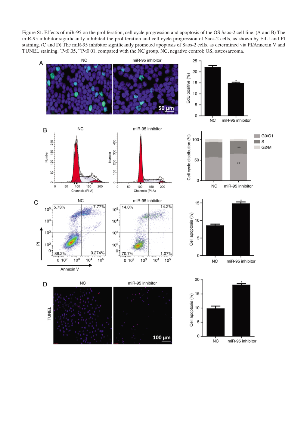 Figure S1. Effects of Mir‑95 on the Proliferation, Cell Cycle Progression and Apoptosis of the OS Saos‑2 Cell Line