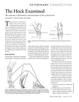 The Hock Examined the Anatomy, Conformation, and Movement of This Critical Joint