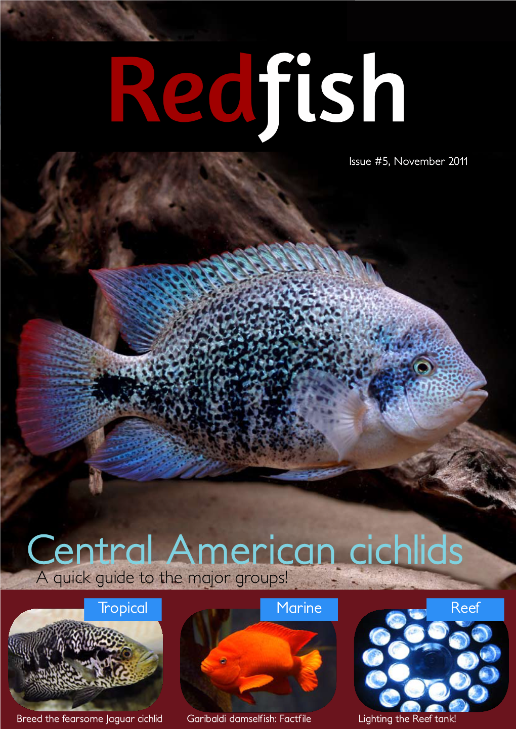 Central American Cichlids a Quick Guide to the Major Groups! Tropical Marine Reef