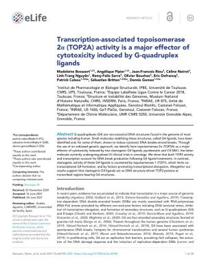 Transcription-Associated Topoisomerase 2A (TOP2A)