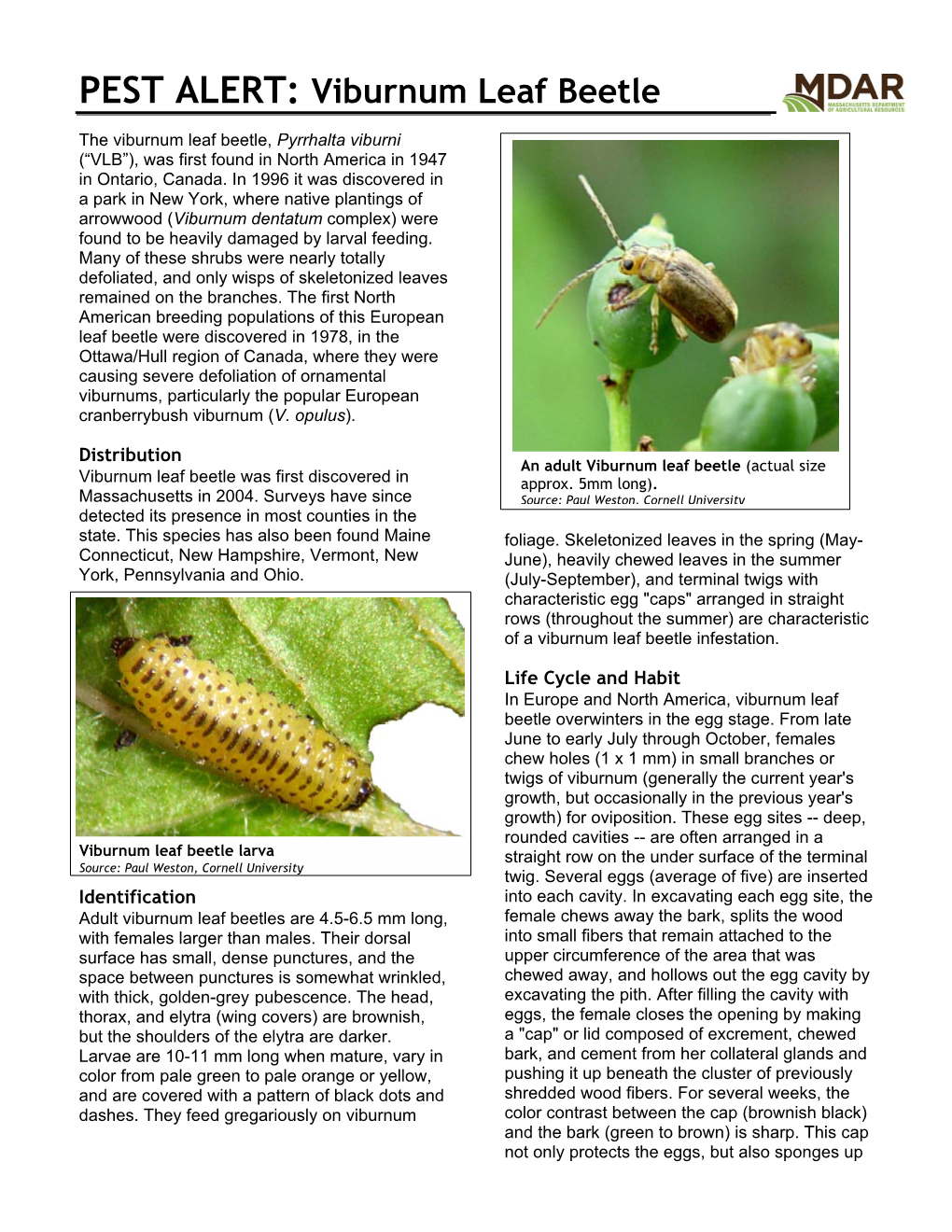 PEST ALERT: Viburnum Leaf Beetle