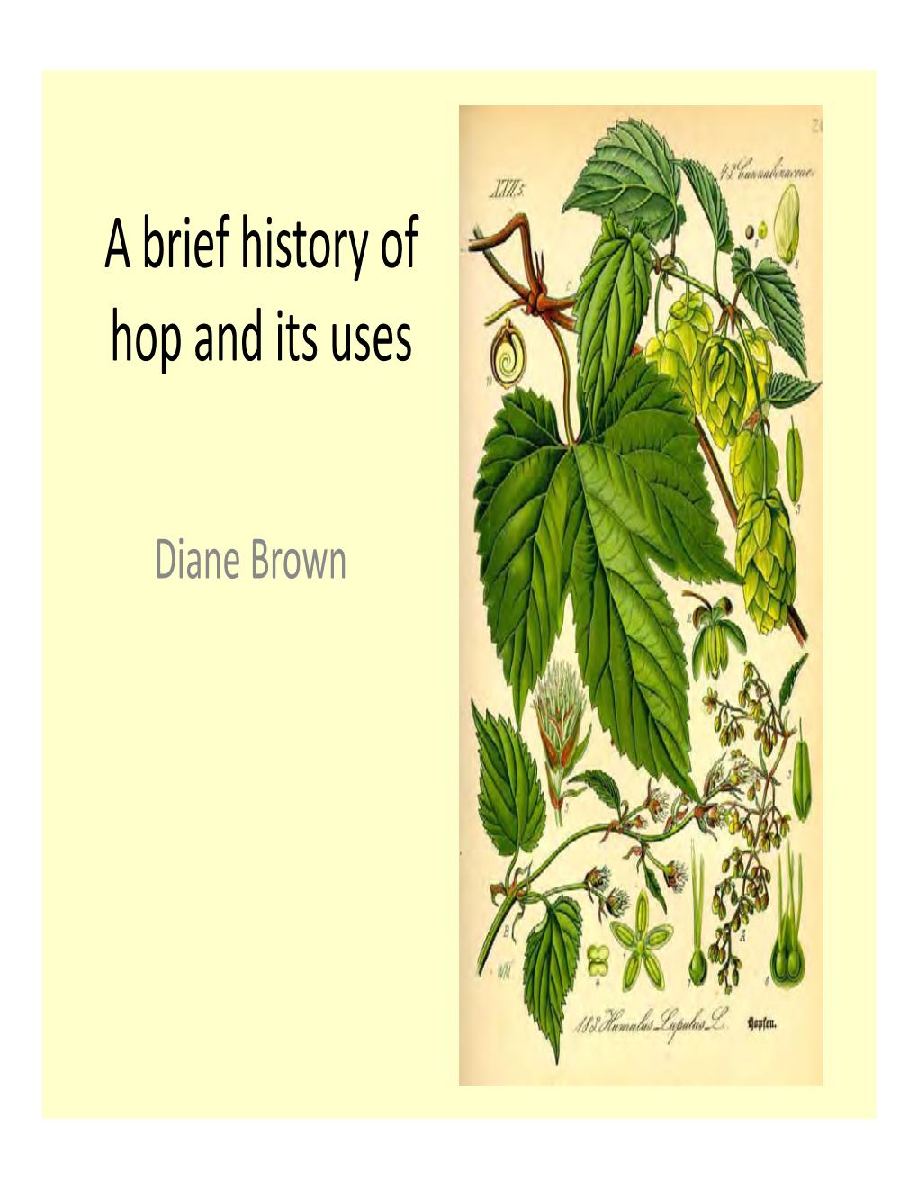 A Brief History of Hop and Its Uses