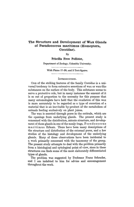 The Structure and Development of Wax Glands of Pseudococcus Maritimus (Homoptera, Coccidae)