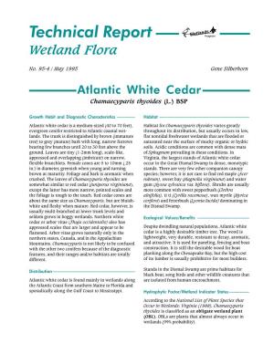 Atlantic White Cedar Chamaecyparis Thyoides (L.) BSP