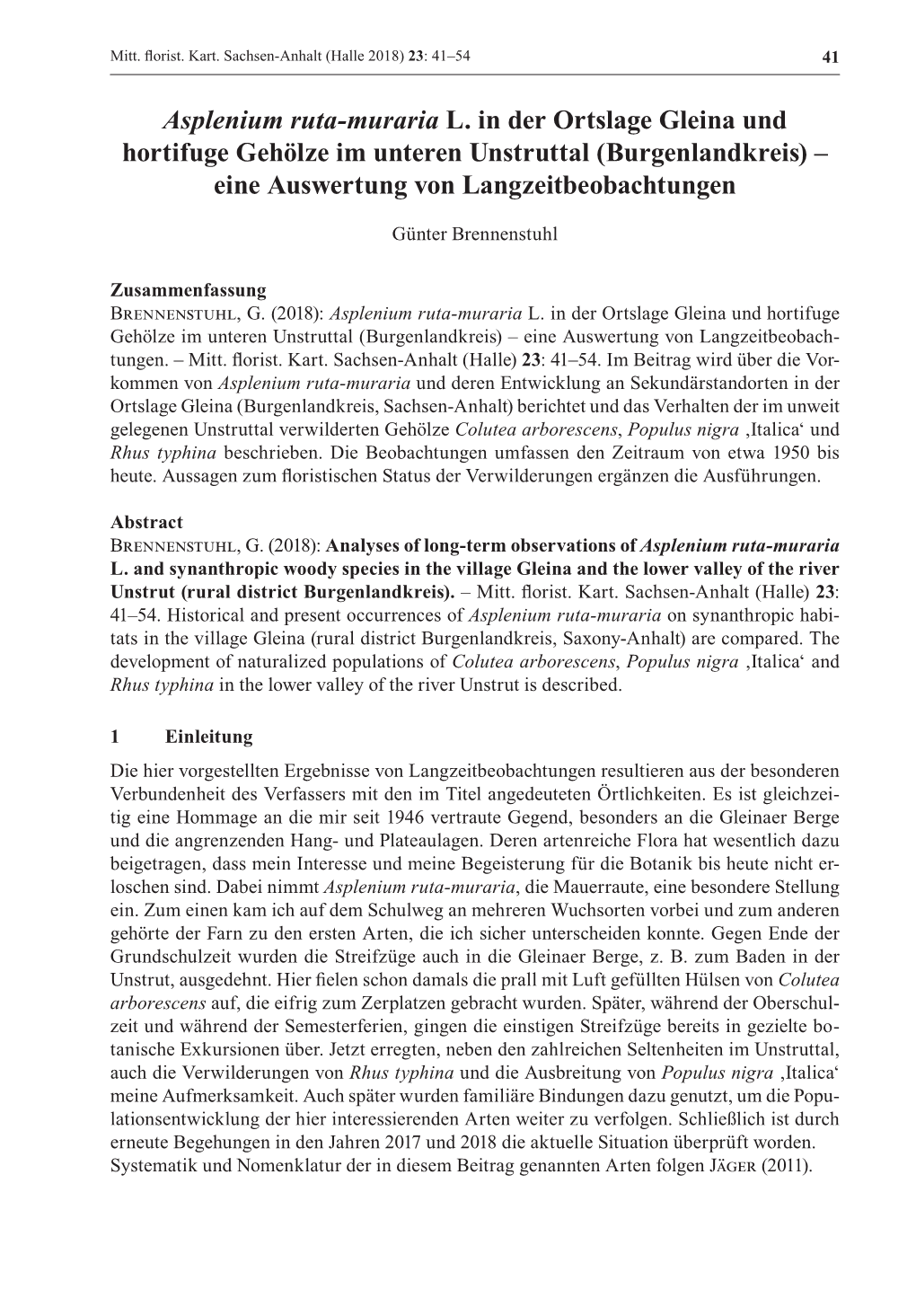 Asplenium Ruta-Muraria L. in Der Ortslage Gleina Und Hortifuge Gehölze Im Unteren Unstruttal (Burgenlandkreis) – Eine Auswertung Von Langzeitbeobachtungen