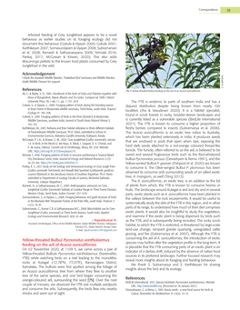 Yellow-Throated Bulbul Pycnonotus Xantholaemus Feeding on the Aril Of