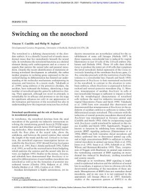 Switching on the Notochord