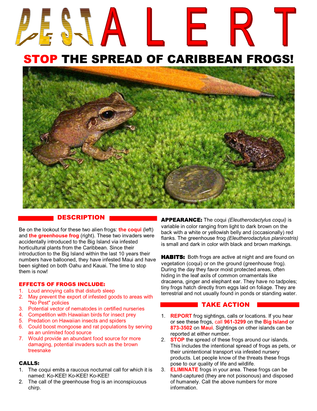 Pest Alert: Stop the Spread of Caribbean Frogs