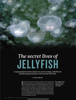 The Secret Lives of JELLYFISH Long Regarded As Minor Players in Ocean Ecology, Jellyfish Are Actually Important Parts of the Marine Food Web