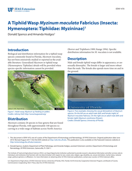 A Tiphiid Wasp Myzinum Maculata Fabricius (Insecta: Hymenoptera: Tiphiidae: Myzininae)1 Donald Spence and Amanda Hodges2