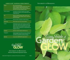 Garden Glow™ Dogwood Characteristics