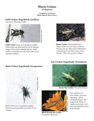 Illinois Crickets (Orthoptera)