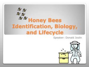Honey Bees Identification, Biology, and Lifecycle Speaker: Donald Joslin  Hive Consists of Three Types of Bees ◦ Queen, Drone and Worker