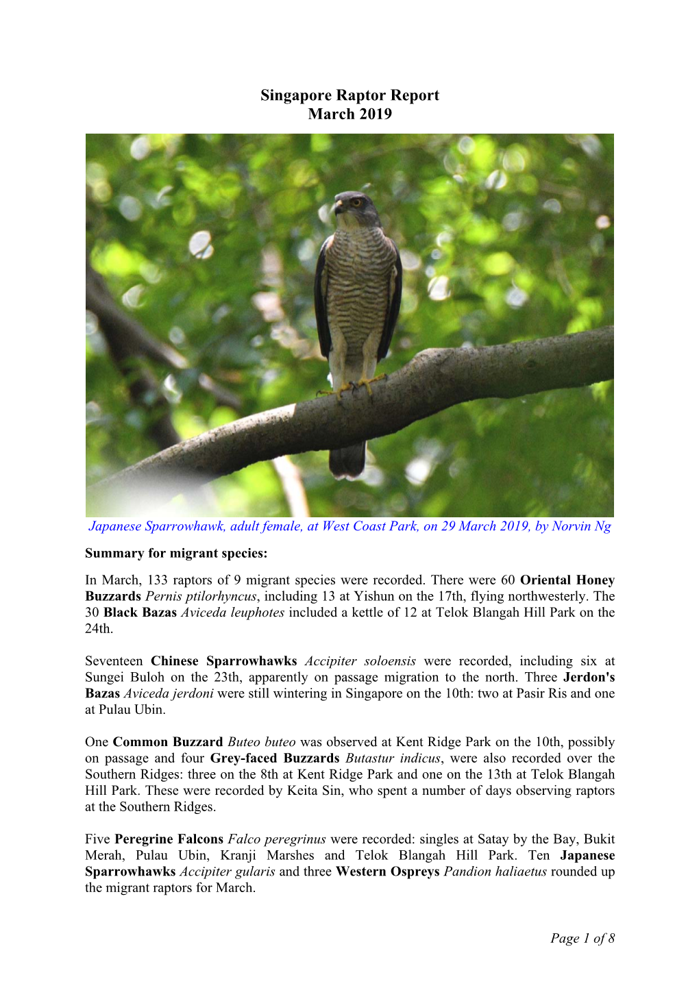 Singapore Raptor Report March 2019