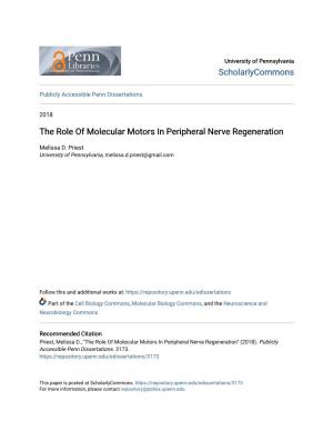 The Role of Molecular Motors in Peripheral Nerve Regeneration