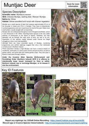 Muntjac Deer Information