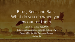 Birds, Bees and Bats What Do You Do When You Encounter Them Janet A