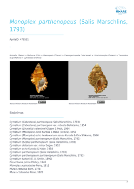 Monoplex Parthenopeus (Salis Marschlins, 1793)