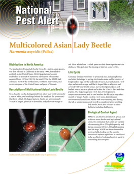 Multicolored Asian Lady Beetle Harmonia Axyridis (Pallas)