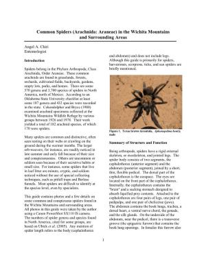 Common Spiders (Arachnida: Araneae) in the Wichita Mountains and Surrounding Areas