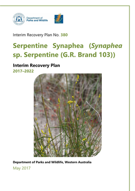 Synaphea Sp. Serpentine (GR Brand 103