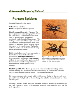 Parson Spiders