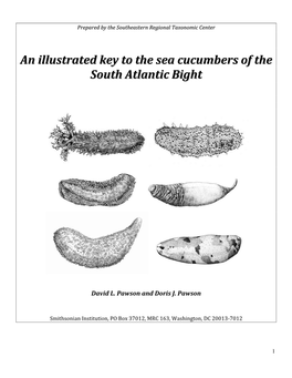An Illustrated Key to the Sea Cucumbers of the South Atlantic Bight