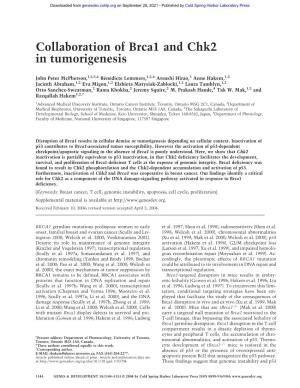 Collaboration of Brca1 and Chk2 in Tumorigenesis