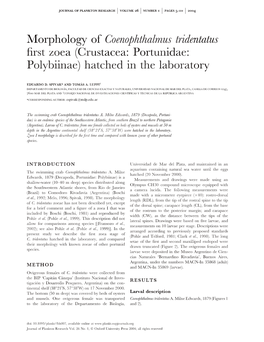 Morphology of First Zoea (Crustacea: Portunidae: Polybiinae) Hatched In