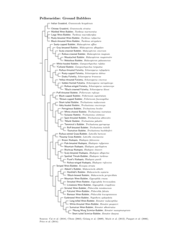 Pellorneidae Species Tree