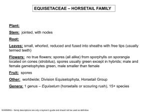 Equisetaceae – Horsetail Family