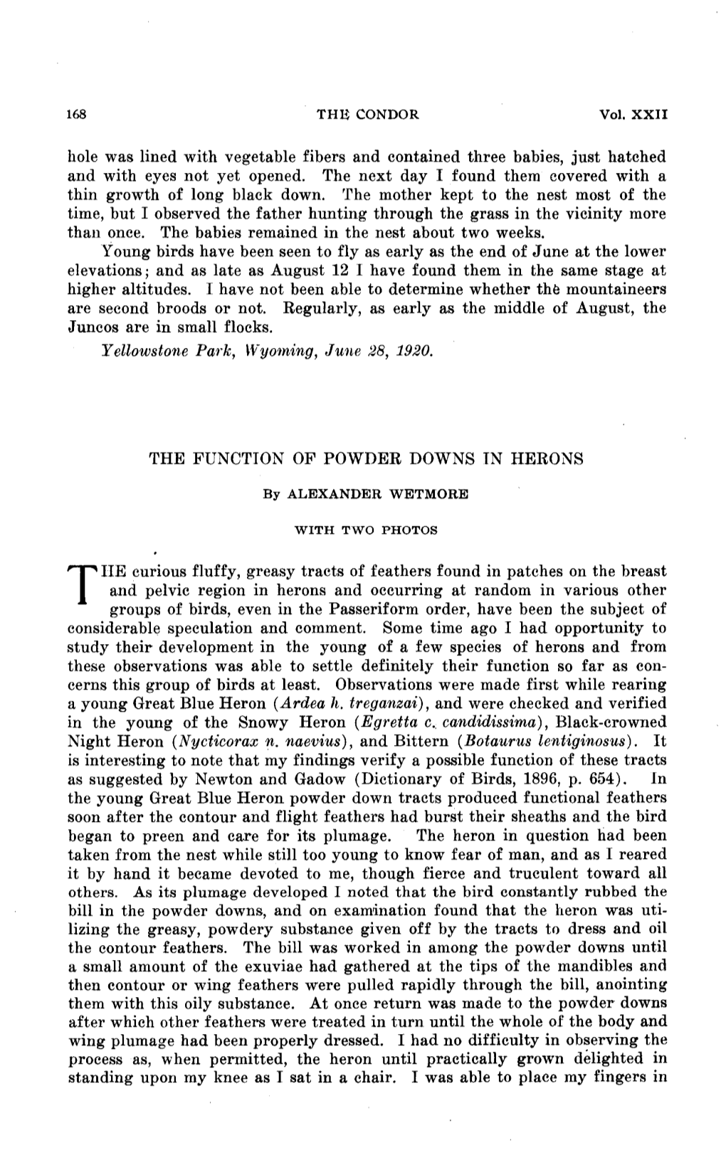 The Function of Powder Downs in Herons