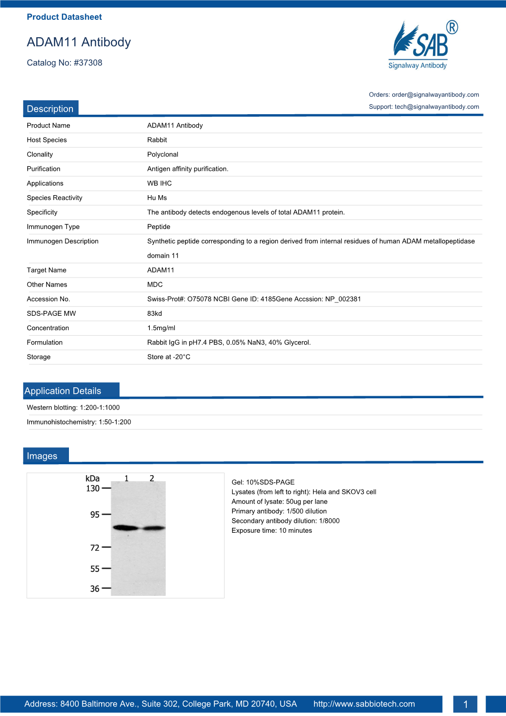 ADAM11 Antibody