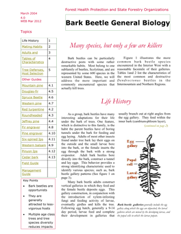 Bark Beetle General Biology Topics