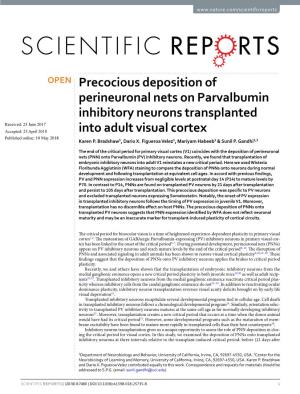 Precocious Deposition of Perineuronal Nets on Parvalbumin Inhibitory Neurons Transplanted Into Adult Visual Cortex